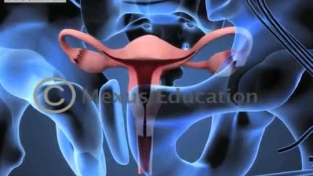 Learn about the male and female reproductive systems